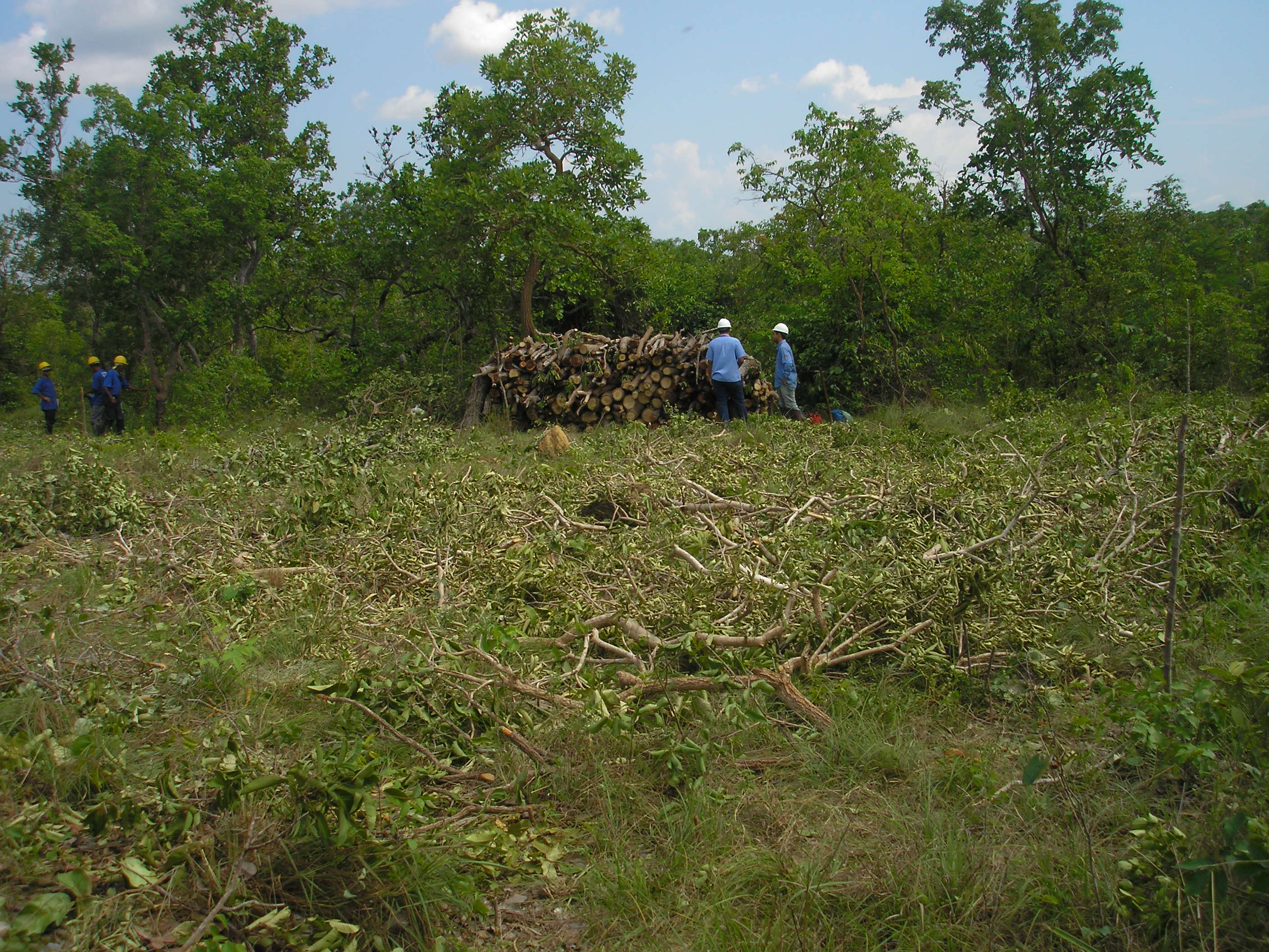 Limpeza de Área de torres.JPG